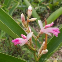 Alpinia nigra (Gaertn.) Burtt